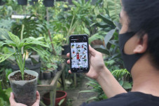 Jualan Tanaman Hias...