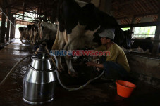Kebutuhan Susu Sapi...