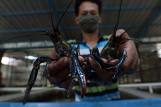 Budidaya Lobster Air...
