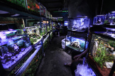 Penjual Ikan Hias Tetap...