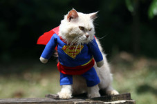Bikin Gemes, Begini...