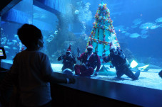 Melihat Pohon Natal...