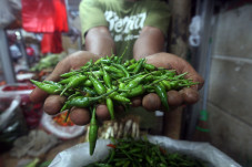 Harga Cabai Rawit Kerek...
