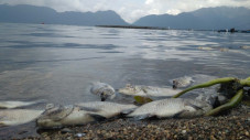 Ribuan Ikan di Danau...