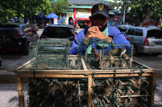 Imlek di Tengah Pandemi,...