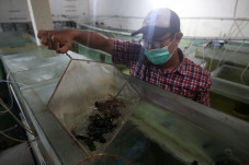 Penjualan Ikan Hias...