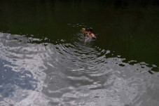 Mencari Ikan dan Berolahraga...
