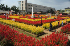 Wisata Taman Bunga Celosia...