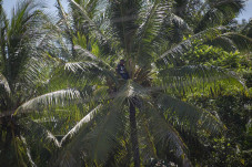 Rela Manjat Pohon Hingga...