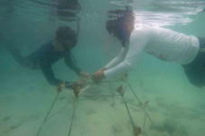 Menanam Anakan Terumbu...