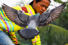 Potret Penghobi Merpati...