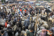 Kerumunan di Pasar Hewan...
