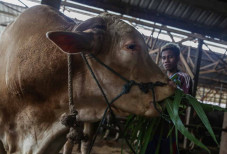 Sapi Kurban Dari Presiden...