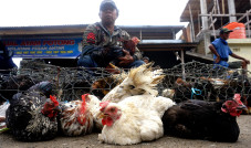 Harga Ayam Kampung Tembus...