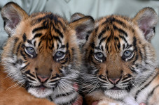 Lucunya Bayi Harimau...