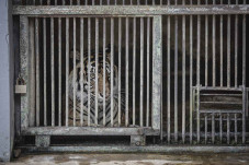 Tino, Harimau Sumatera...