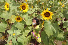 Agro Wisata Bunga Matahari...