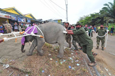 Evakuasi Anak Gajah...