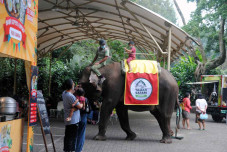 Taman Safari Indonesia...