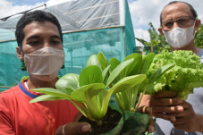 Budidaya Urban Farming...