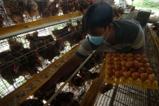 Harga Telur Ayam Naik...
