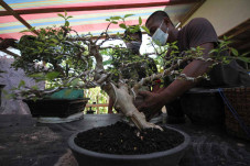Budidaya Bonsai Bangkit...