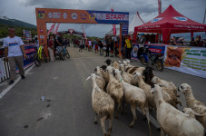 Sekawanan Kambing Menerobos...