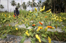 Panen Cabai Rawit, Petani...