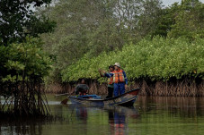 Melihat Konservasi Mangrove...