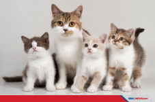 Ketemu Bayi Kucing tanpa...