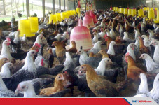 Terancam Gulung Tikar,...