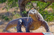 Fakta Komodo, Reptil...