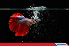 Bisnis Ikan Cupang Semakin...