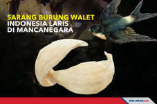 Sarang Burung Walet...