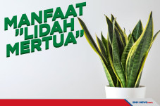 Lidah Mertua, Jaga Kualitas...