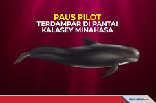 Nelayan Temukan Ikan...