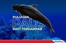 Puluhan Ekor Paus Mati...