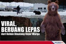 Viral, Beruang Lepas...