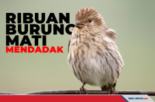 Terinfeksi Virus, Ribuan...