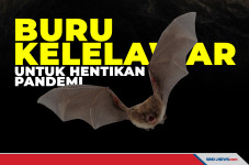 Buru Kelelawar, Peneliti...