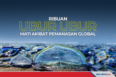 Ribuan Ubur-Ubur Mati...