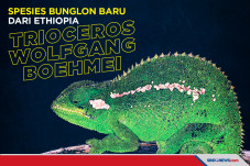 Ditemukan, Spesies Bunglon...