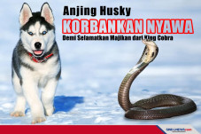 Anjing Husky Korbankan...