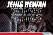 Mengenal Hewan - Hewan...