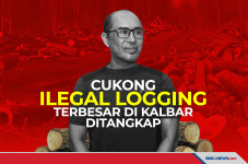 Cukong Ilegal Logging...