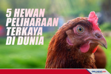 Ini Lima Hewan Peliharaan...