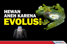 Enam Hewan yang Memiliki...