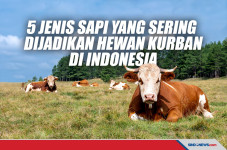 5 Jenis Sapi yang Sering...