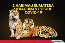 2 Harimau Sumatera di...