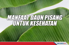 Bisa Menurunkan Demam,...